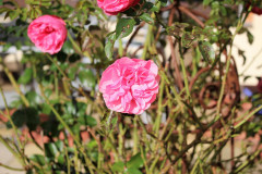 IMG_9192